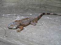Iguane commun, Iguana iguana (ord Squamates)(ss-ord Sauriens)(fam Iguanides) (Photo F. Mrugala) (1)